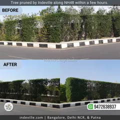 Another before-and-after view of the hedge pruning project. The clean, sharp lines of the trimmed hedge demonstrate the precision and skill of my maintenance team.