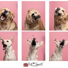 This six-panel action shot captures a Golden Retriever and an Indie dog catching treats in the studio. It's a fun and dynamic way to showcase their personalities and different styles of concentration and excitement.