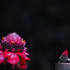The Flameback Woodpecker, with its brilliant red crown, peeks out from behind a post next to a vibrant flower. This shot was a result of a long, patient wait in a photography hide in the Thattekad forest.