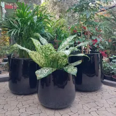 This trio of glossy black planters holds a Dieffenbachia, Areca Palm, and other foliage plants. Grouping planters of the same style creates a powerful, unified design statement.