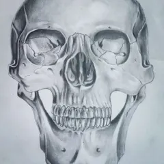 A realistic anatomical study of a human skull, drawn with graphite pencils. This type of study is excellent practice for understanding the structure beneath the skin for portraiture.