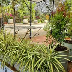 Another perspective of the HSR Layout terrace project, focusing on the mix of plants. We used tall shrubs for privacy, flowering plants for color, and leafy foliage in large cement pots to create a layered, natural look against the green backdrop.
