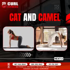Learn the basics with us. This graphic explains the Cat-Camel pose, a gentle spine-mobilizing exercise we often incorporate in our yoga classes for flexibility.