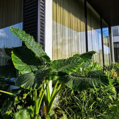 For a 6000 sq.ft landscape garden in Devanahalli, we blended lush greens like this massive Alocasia with natural textures and soft light to create a stunning outdoor space.