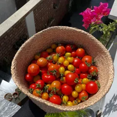 A beautiful basket of red and yellow cherry tomatoes, shining in the sun. Months of care went into growing these, and the result is this sweet, flavorful harvest that my family and friends love.