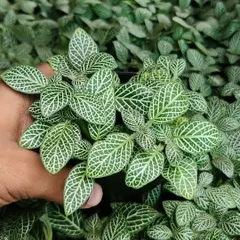 This is the Green Fittonia, also called the Nerve Plant. Its intricate leaf patterns look like a mosaic, making it a fascinating addition to any collection.