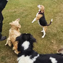 Look at the focus from this Beagle. Even with other dogs around, it is learning to wait its turn. This kind of group obedience training teaches patience and social manners, which are vital for a multi-pet household or visits to a dog park.