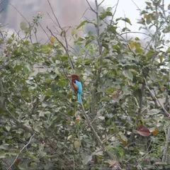A white-throated kingfisher rests among the leaves. The presence of such birds is a sign of a healthy, thriving ecosystem, which is the foundation of our healing environment.