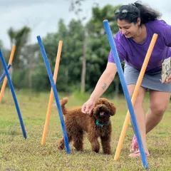 A pet parent guides her poodle through the weave poles. Our agility course is a great way for you to bond and play with your dog.
