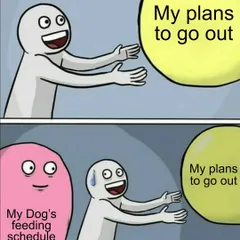 My plans to go out are always held back by my dog's strict feeding schedule. The struggle is real for every pet parent.