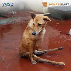 This paralyzed dog is resting on a clean floor in one of our enclosures. We provide lifelong care for paralyzed dogs, some of whom have lived with us for over a decade, thanks to our dedicated medical protocols.