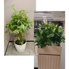 I selected these lush green plants to soften the modern office interior. A bushy Parlor Palm in a white ceramic pot and a large Peace Lily in a wooden planter bring life and freshness to the workspace corners.