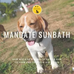 A daily dose of sunshine is a must. This Beagle is enjoying a "mandate sunbath" on the terrace, which is great for their health and happiness.