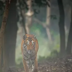 A tiger emerges from the morning mist in the forest, a ghostly figure of immense power. This atmospheric shot captures the silent, watchful presence of the jungle's top predator.