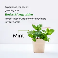 Experience the joy of growing your own herbs and vegetables. A simple pot of mint on your balcony or kitchen windowsill can provide fresh ingredients for your meals and drinks.