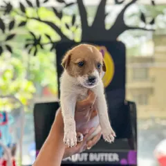 Just a handful of love. This tiny rescued Indie puppy is only a few weeks old and needs a safe, warm home to grow up in. Adopting a puppy this young means you get to be there for all their firsts.