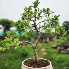 A classic informal upright style bonsai, with a gracefully twisted trunk and balanced branches, perfect for beginners and enthusiasts alike.