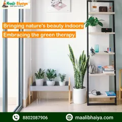 A quiet corner of a home brought to life with our indoor plant decoration service. We selected low maintenance plants like the snake plant to fit the modern decor and busy lifestyle of the residents.
