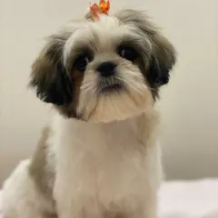 This Shih Tzu puppy, Chewy, is looking absolutely precious after his grooming. I gave him a gentle trim to shape his coat and a tiny bow for that extra touch of cuteness.