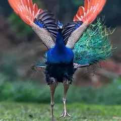 Many people have told me this photograph of a peacock looks like an angel. It is a moment of pure grace, just as the bird prepares for its dance. I have spent more than a decade watching them, and a moment like this comes very rarely. It reminds me of the peace a traveller finds under the shade of a tree in the summer heat.