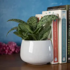If you're short on space, my unique wall planters are a perfect solution. This white ceramic piece also doubles as a bookend, blending functionality with clean, modern design.