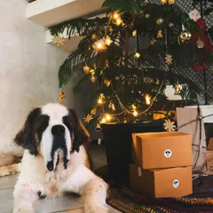 Bullet patiently waiting for his Christmas DoggyBox. A healthy meal plan is one of the best gifts you can give your furry family member.