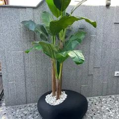 A large, artificial banana leaf plant in a modern black planter with white stone dressing. We offer high-quality artificial options for spaces where living plants may not be suitable, ensuring a green look with zero maintenance.