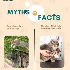 Myth vs. Fact: Do cats always land on their feet? This post debunks a common myth and explains why safety is so important.