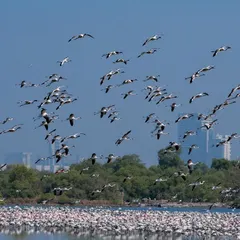 A massive flock of flamingos takes to the sky over the wetlands of Navi Mumbai. I help photographers learn the right settings for capturing sharp images of birds in flight against a clear blue sky.