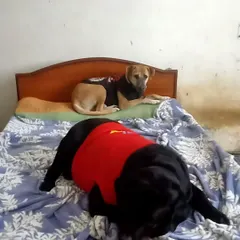 No kennels, no restrictions. Here, two furry guests are making themselves comfortable on the bed. This is the cage-free, stress-free environment I provide for every pet.