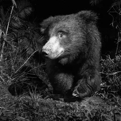A striking black and white portrait of a Sloth Bear. These nocturnal animals are rarely seen, and this monochrome shot captures its curious expression and shaggy fur in incredible detail.