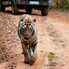 There is nothing quite like the thrill of a tiger walking straight towards your safari jeep. This male, with his confident stride and powerful presence, owned the jungle track. It is an adrenaline-filled encounter that showcases the unpredictable nature of a jungle safari.