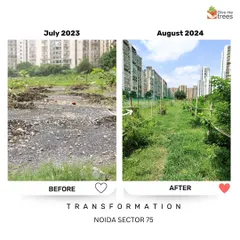 This path in Noida Sector 75 was barely visible a year ago, covered in gravel and debris. Today, it is a green walkway flanked by young trees and native plants. Our restoration walks let you experience these revived landscapes firsthand.