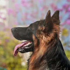 A majestic German Shepherd posing with Bengaluru's iconic Tabebuia flowers in the background. This profile shot captures a quiet, dignified moment, blending a beautiful pet with a beautiful setting.