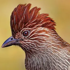 A striking portrait of a Striated Laughingthrush. The image highlights its expressive eye and the remarkable texture of its reddish-brown crest and streaked feathers, giving the bird a distinct and charismatic personality.