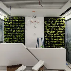 A look at a vertical garden installation we designed for a new office in Bangalore. These twin living walls flank the reception desk, creating a stunning first impression and naturally improving indoor air quality for a healthier workspace.