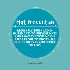Tip 2 for cat grooming: Prevent mats. Regular brushing, especially for long-haired cats, is crucial. We recommend focusing on areas like behind the ears and under the legs where knots often form.