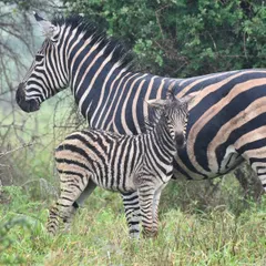 A mother Zebra stands protectively beside her foal in the lush greenery of a South African reserve. This image showcases the strong bond and nurturing instincts found in the wild.