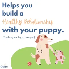 A huge benefit of proper socialization is building a deep, healthy relationship with your puppy. When you guide them through new experiences, you teach them to trust you completely.
