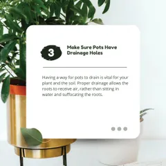 Tip 3: Make sure your pots have drainage holes. Proper drainage is vital for your plant's roots to receive air, rather than sitting in water and suffocating.