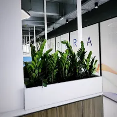 The deep green, glossy leaves of these ZZ plants create a bold statement in this minimalist white planter. This is a great low-maintenance plant choice for busy offices, as they are extremely hardy and drought-tolerant.