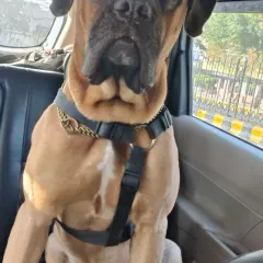 A 36-hour solo drive from Delhi to Karnataka is no joke, but seeing this kiddo reunite with his dad makes every minute worth it. I provide constant updates so you're never worried when your pet travels alone.