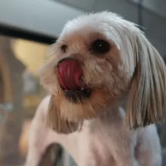 The final result is a happy and clean pup. That little tongue flick, or 'mlem', is the best thank you we can get.