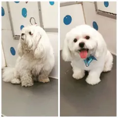 This fluffy white Maltese looks like a whole new dog! Our grooming brings out the best in your pet, leaving them looking and feeling fantastic.