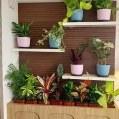 We transformed this client's balcony into an elegant and organized green space. Using a combination of a built in planter box for a dense row of foliage and floating shelves for individual pots in coordinating colors, we created a lush, multi level garden that is both beautiful and easy to maintain.