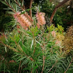 The Callistemon citrinus, commonly known as the Bottlebrush tree, is a hardy and beautiful addition to any garden. This 'Pink Champagne' variety offers soft pink, brush-like flowers, perfect for attracting birds and adding texture to your landscape design.