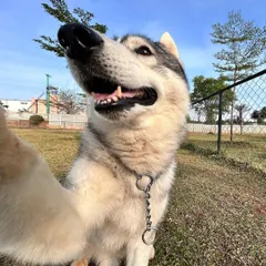 Looking up and smiling for the camera, this Husky is clearly enjoying his day.