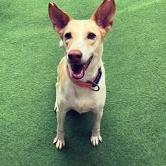 Those ears! This happy Indie dog is all smiles and ready for whatever the day brings. We welcome and love all breeds here.