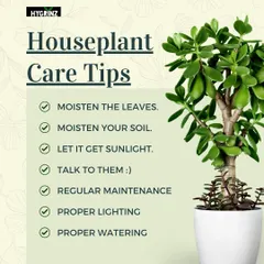 These are my top houseplant care tips for beginners and experts alike. Following these simple rules for watering, light, and maintenance will keep your indoor garden thriving.
