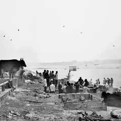 This black and white photograph provides a wide, documentary view of Manikarnika Ghat, with a cow on a platform observing the rituals by the Ganges. It shows the intersection of daily life and sacred ceremony.